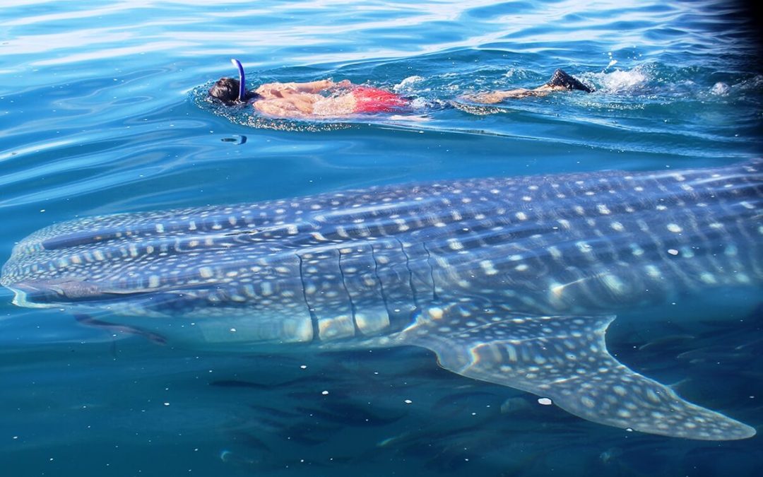 Alertan por proyecto energético de CFE en Los Cabos; afectaría hábitat del tiburón ballena
