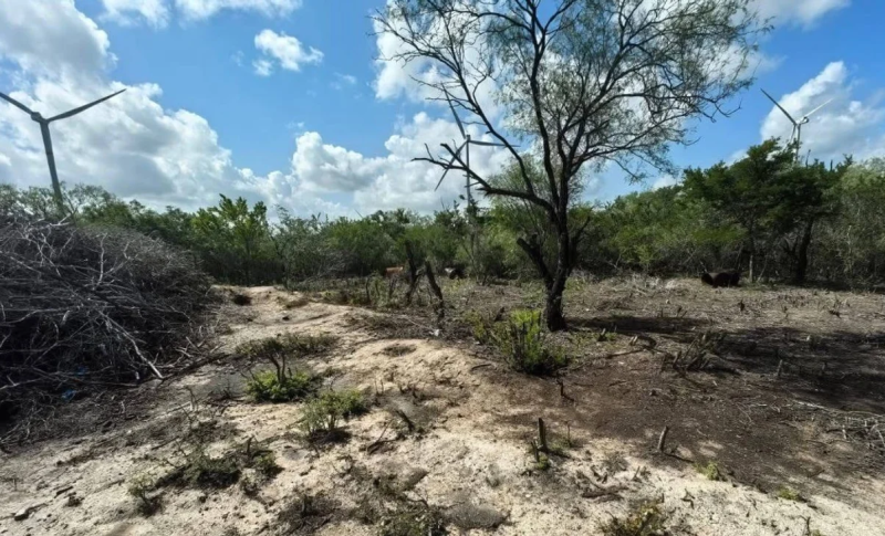 Denuncian crisis forense en Tamaulipas: hay 27 sitios con restos humanos sin identificar