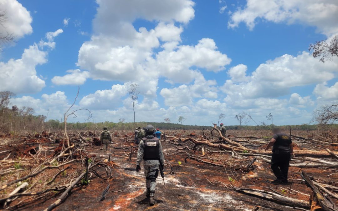 Clausura Profepa más de 2 mil hectáreas por deforestación en la Península de Yucatán