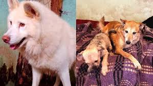 Extorsionan a refugio animal en Edomex; denuncian amenazas del crimen organizado