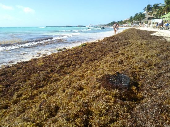Inseguridad y sargazo empañan panorama turístico en el Caribe mexicano